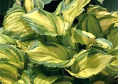 Variegated hosta photograph